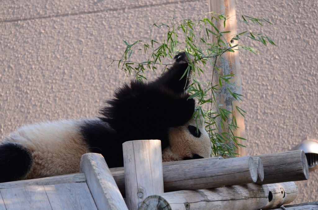 ２０１３年２月白浜パンダ見隊その１９　夕方、ちょっとだけ優ちゃん_a0052986_1235457.jpg