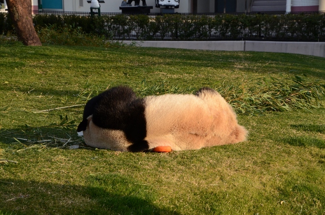 ２０１３年２月白浜パンダ見隊その１９　夕方、ちょっとだけ優ちゃん_a0052986_127120.jpg