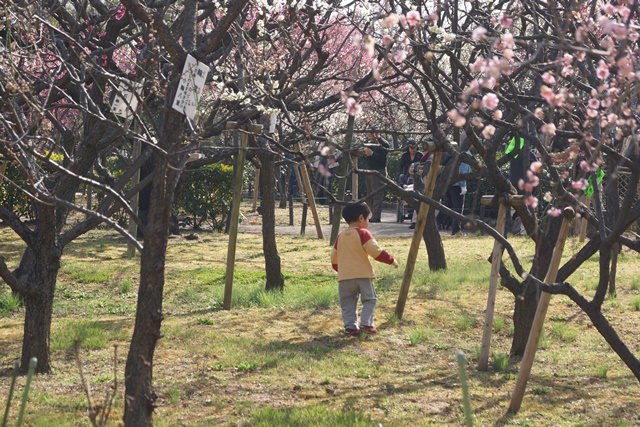 気仙沼の復興にかける菅原市長を応援、頑張れ気仙沼、小野寺大臣にお願い、甲東公民館の梅林は日本一_d0181492_23211133.jpg