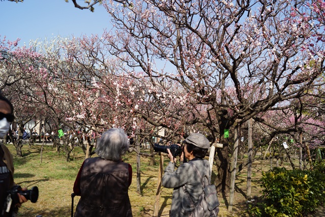 気仙沼の復興にかける菅原市長を応援、頑張れ気仙沼、小野寺大臣にお願い、甲東公民館の梅林は日本一_d0181492_23251291.jpg