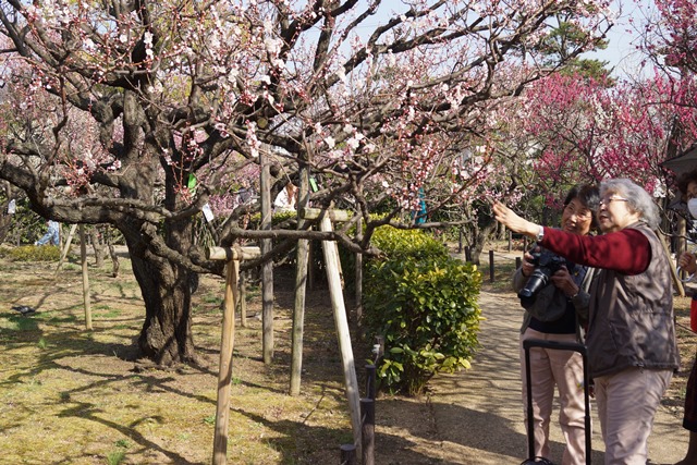 気仙沼の復興にかける菅原市長を応援、頑張れ気仙沼、小野寺大臣にお願い、甲東公民館の梅林は日本一_d0181492_23252679.jpg