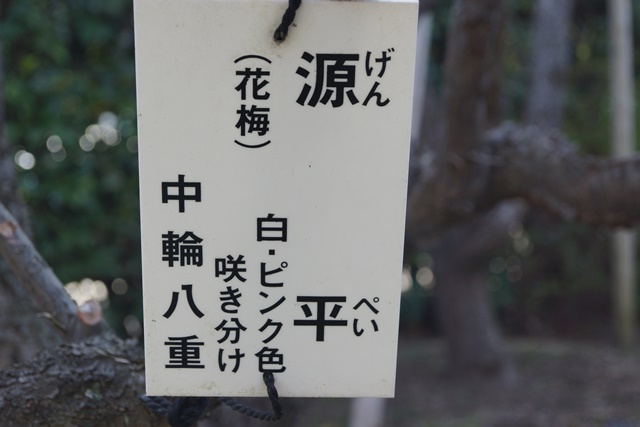 気仙沼の復興にかける菅原市長を応援、頑張れ気仙沼、小野寺大臣にお願い、甲東公民館の梅林は日本一_d0181492_23294858.jpg