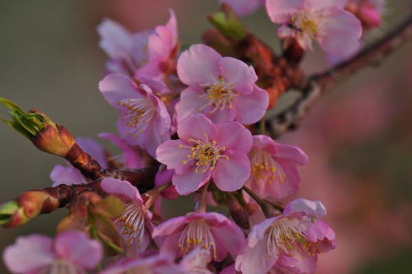 今日の河津桜_d0256494_2029012.jpg