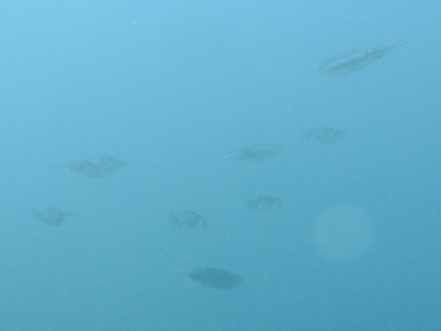 f0053895_15554192.jpg