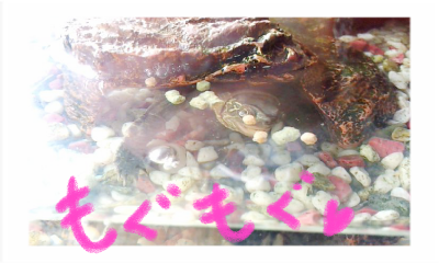 a0205596_20422224.png