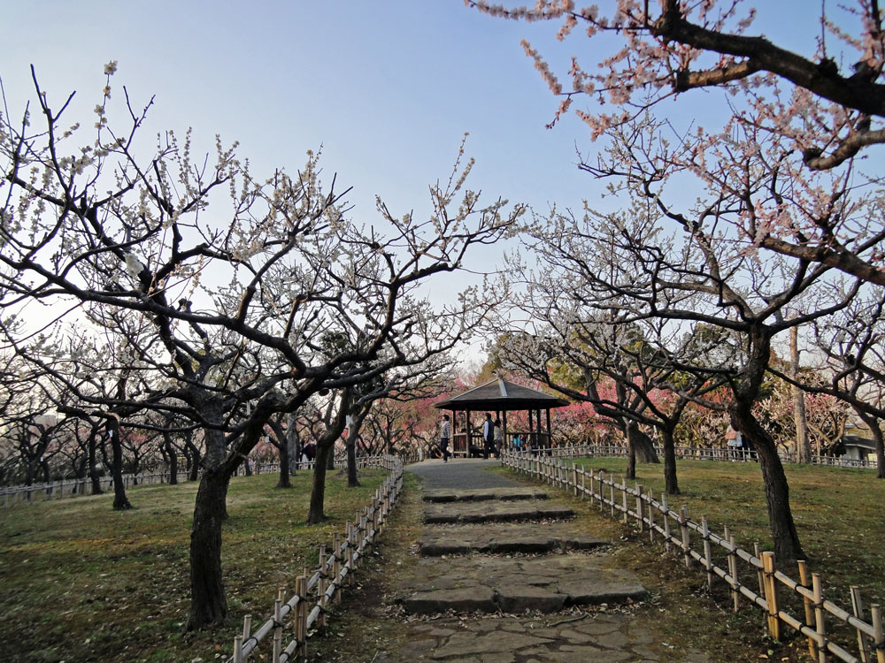 河津桜・梅！_e0058197_18361431.jpg