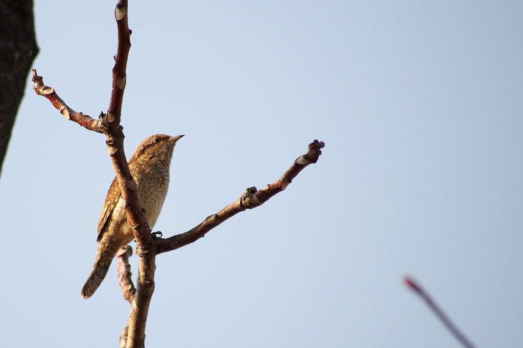 今日の超々珍鳥セアカモズ（？）／今日のMF／公園に春が／日没・黄色い太陽_b0024798_21223574.jpg