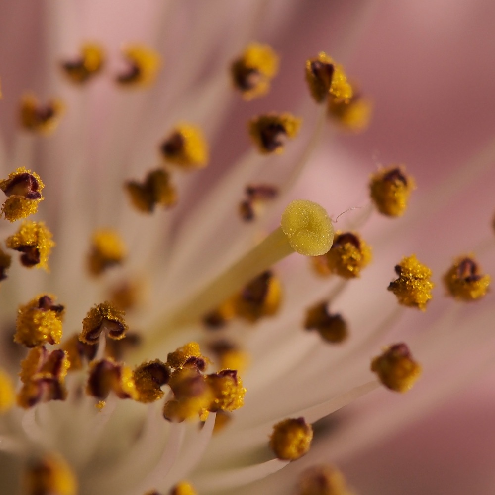 花粉の宝石_c0167798_9294177.jpg