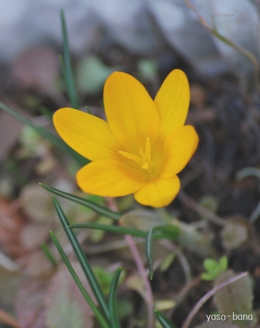 クロッカスの花が・・・_e0025300_2239572.jpg