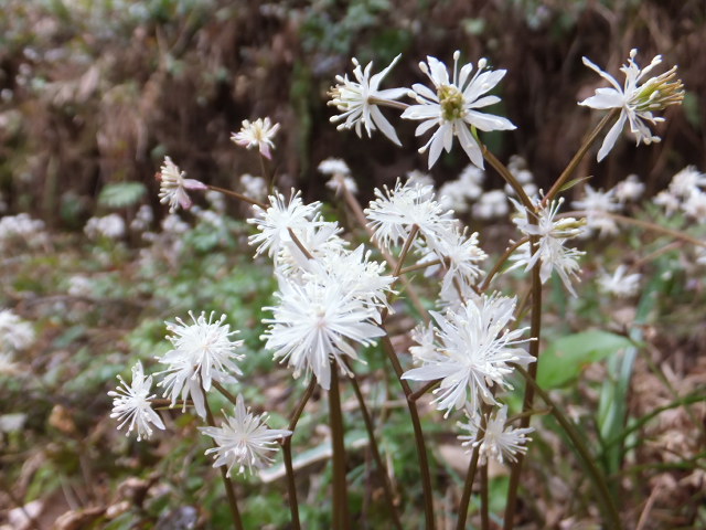 ～岐阜薬科大学薬草園～_a0271502_22315595.jpg