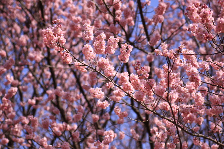 あっ、桜が咲いて咲いてるっ・・・寒桜かも_d0248502_8554424.jpg