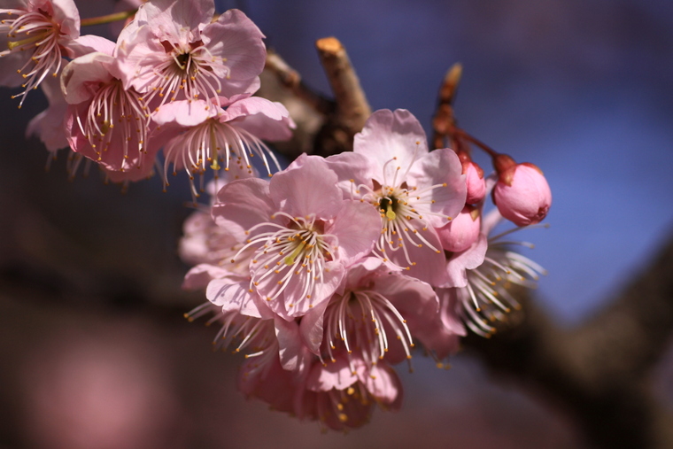 あっ、桜が咲いて咲いてるっ・・・寒桜かも_d0248502_8563750.jpg