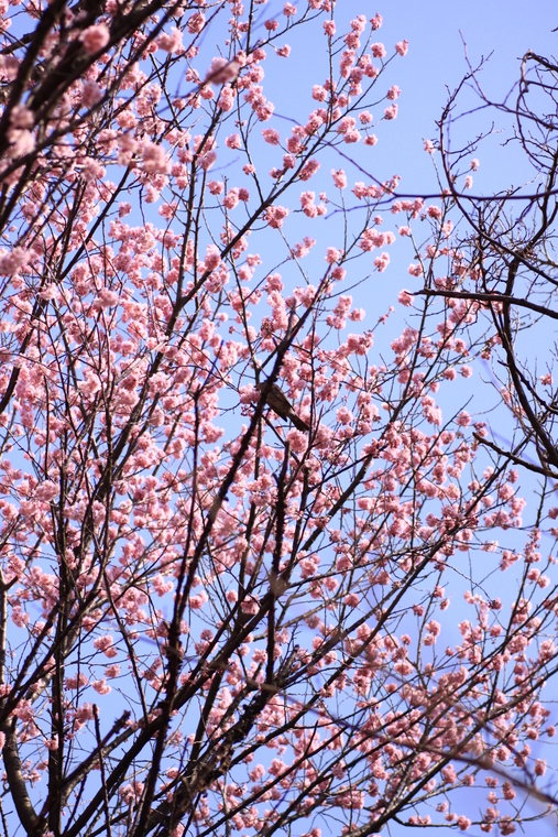 あっ、桜が咲いて咲いてるっ・・・寒桜かも_d0248502_8571452.jpg