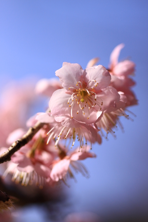 あっ、桜が咲いて咲いてるっ・・・寒桜かも_d0248502_8581260.jpg