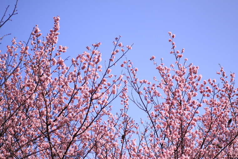 あっ、桜が咲いて咲いてるっ・・・寒桜かも_d0248502_8584261.jpg