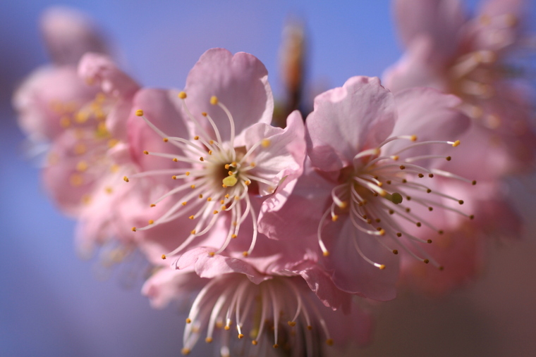 あっ、桜が咲いて咲いてるっ・・・寒桜かも_d0248502_8595686.jpg