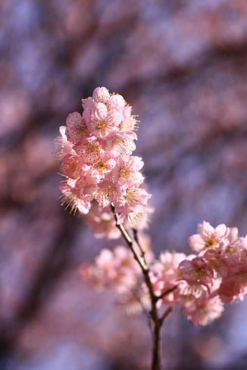あっ、桜が咲いて咲いてるっ・・・寒桜かも_d0248502_902646.jpg