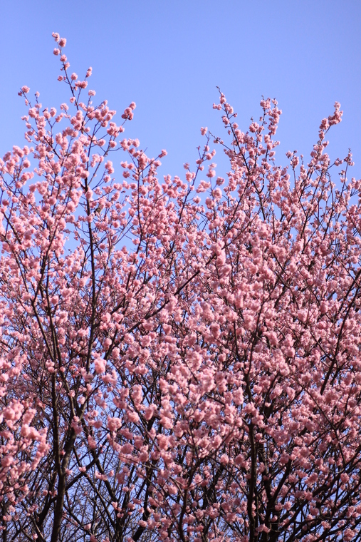 あっ、桜が咲いて咲いてるっ・・・寒桜かも_d0248502_91224.jpg