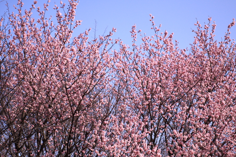 あっ、桜が咲いて咲いてるっ・・・寒桜かも_d0248502_915230.jpg