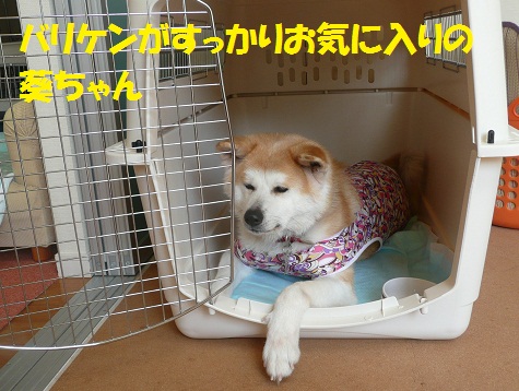 f0121712_1472611.jpg