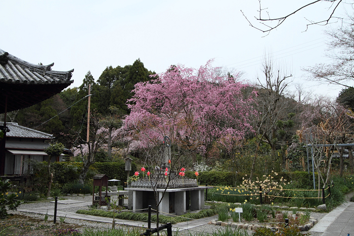 宇治桜色 －恵心院－_b0169330_1822288.jpg