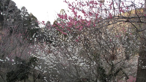 e0202031_1742565.jpg