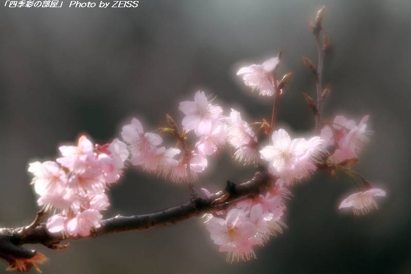 寒桜（カンザクラ）咲く_a0195032_1383117.jpg