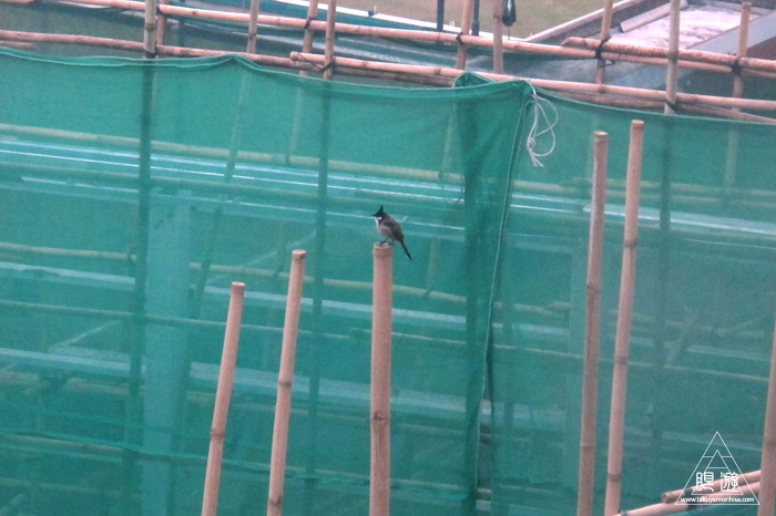 156 Wan Chai ~香港の野鳥~_c0211532_2321429.jpg
