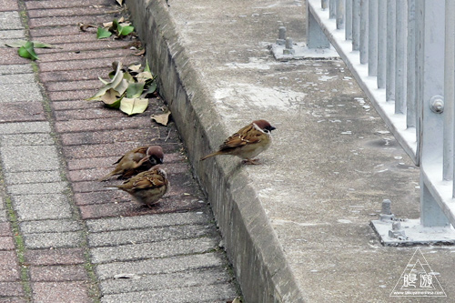 156 Wan Chai ~香港の野鳥~_c0211532_2373197.jpg