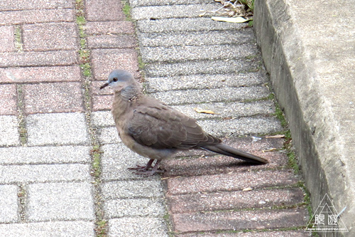 156 Wan Chai ~香港の野鳥~_c0211532_238475.jpg