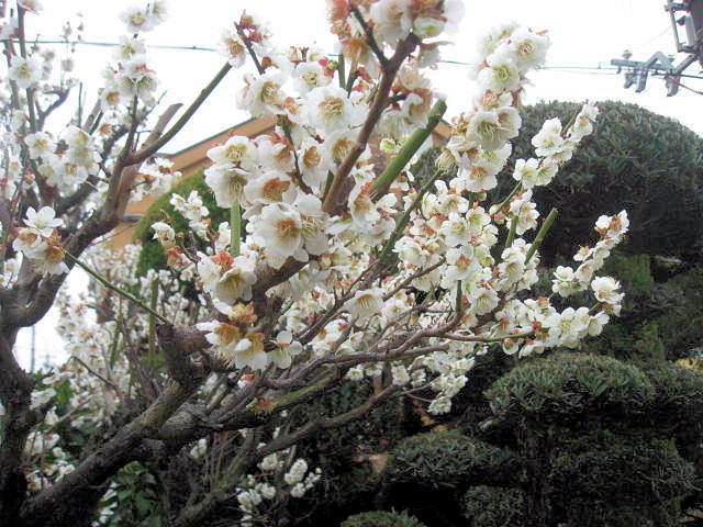 a0149240_91742.jpg