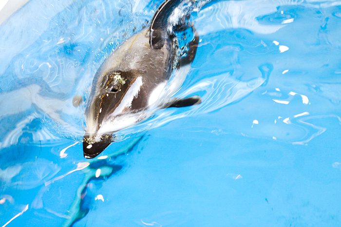 Dolphin_b0049843_2103224.jpg