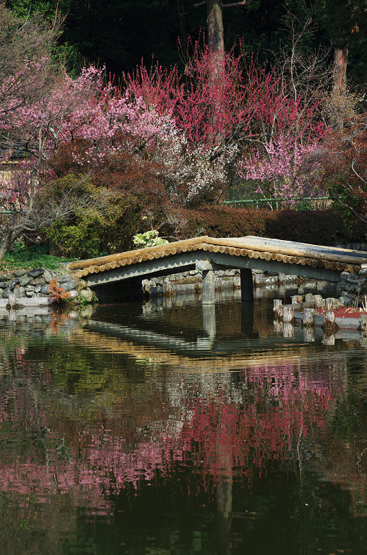 春の花咲く梅宮大社（梅編）_f0155048_1721129.jpg