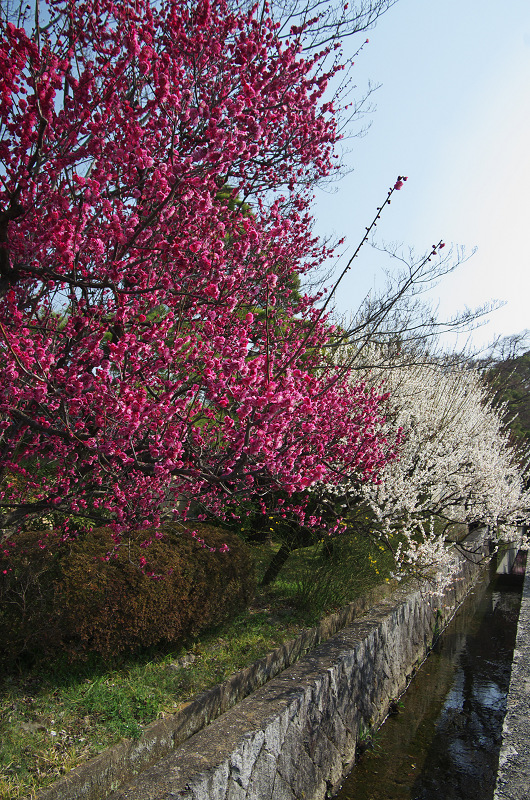 春の花咲く梅宮大社（梅編）_f0155048_1732964.jpg