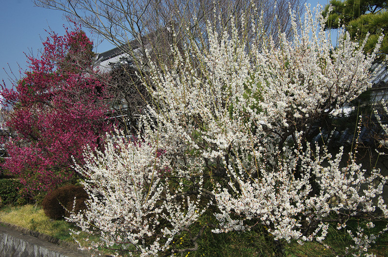 春の花咲く梅宮大社（梅編）_f0155048_1734383.jpg