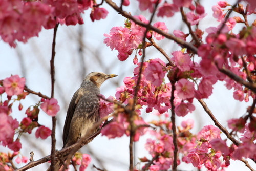 木場公園の河津桜_e0028650_19413534.jpg