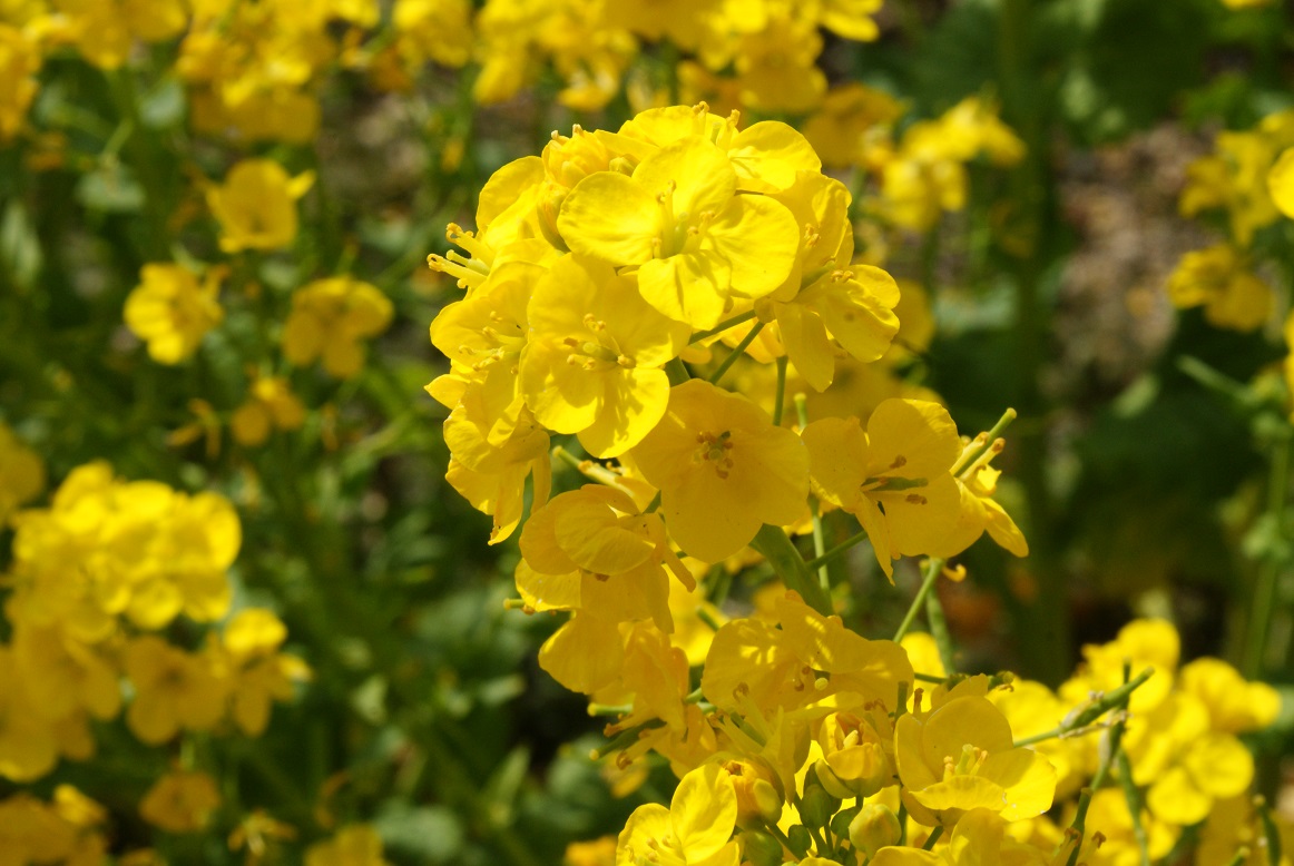 第12回菜の花まつり @灘浜緑地_b0063958_1902020.jpg