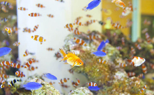 好適環境水 ビーボックスアクアリウム 海水魚 サンゴ情報