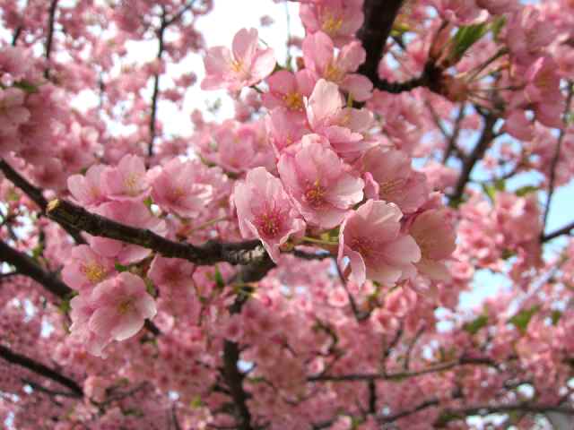 【2013年花見散歩のスタートは三浦海岸の河津桜】_c0042960_14311972.jpg