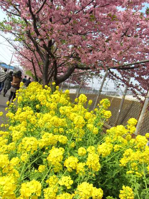 【2013年花見散歩のスタートは三浦海岸の河津桜】_c0042960_1431720.jpg