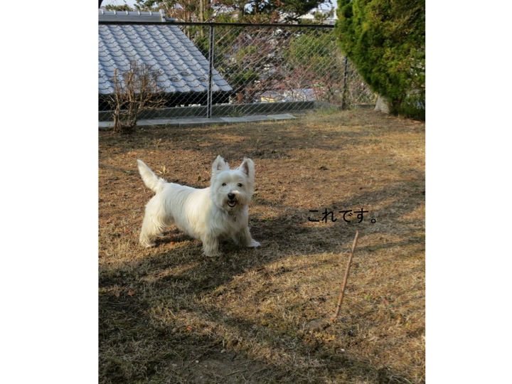春は、ここから_c0260460_10302244.jpg