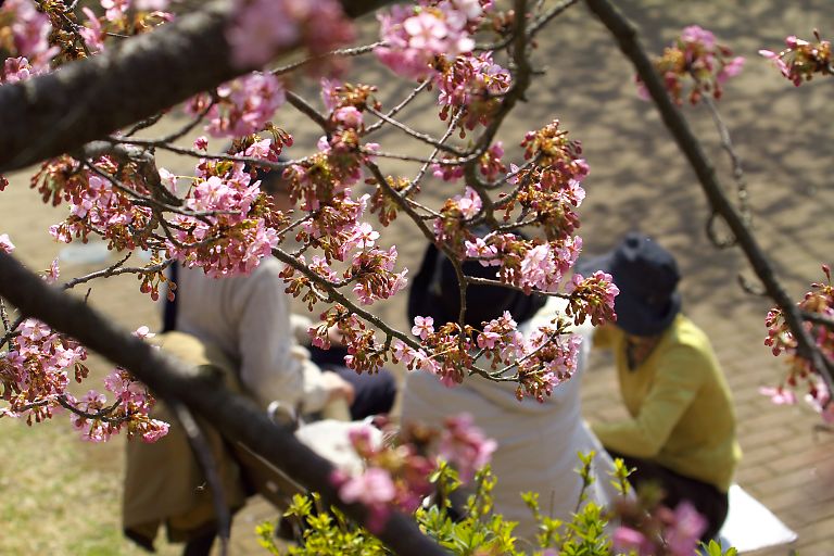 松田　まつだ桜まつり(３月７日）_c0057265_3324050.jpg