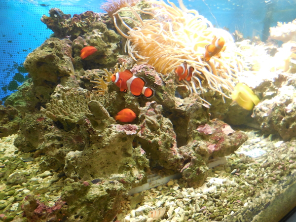 しながわ水族館_b0286966_21405867.jpg