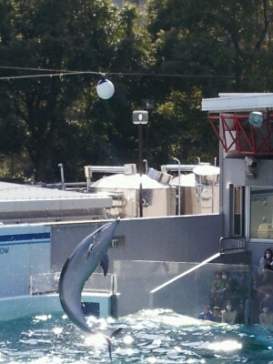 しながわ水族館_b0286966_22153363.jpg