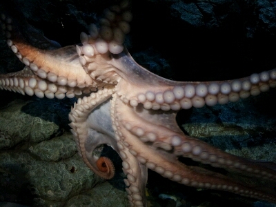 しながわ水族館_b0286966_2285583.jpg