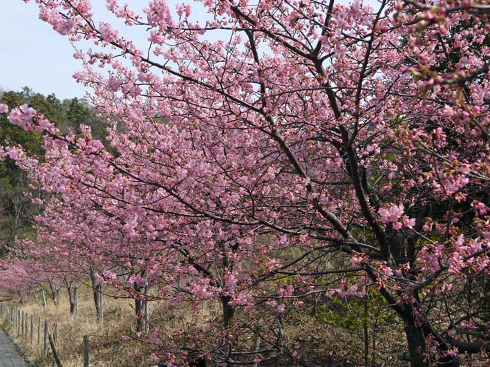 六国見山の河津桜満開直前、自宅の紅梅散り始める3・10_c0014967_21405328.jpg