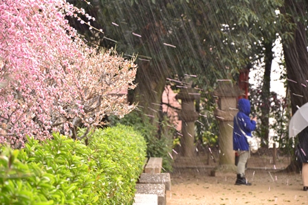 道明寺天満宮　梅まつり　　　２０１３－３－１０_d0163073_1738208.jpg