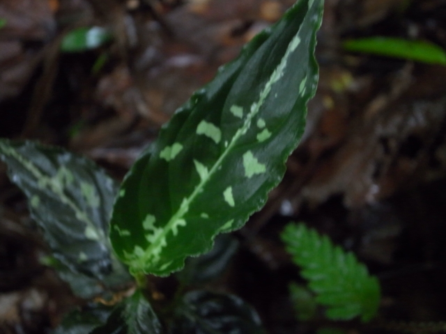 Aglaonema pictum\"banshee\" from Sibolga Timur【AZ0213-5b】New!!_a0067578_12331486.jpg