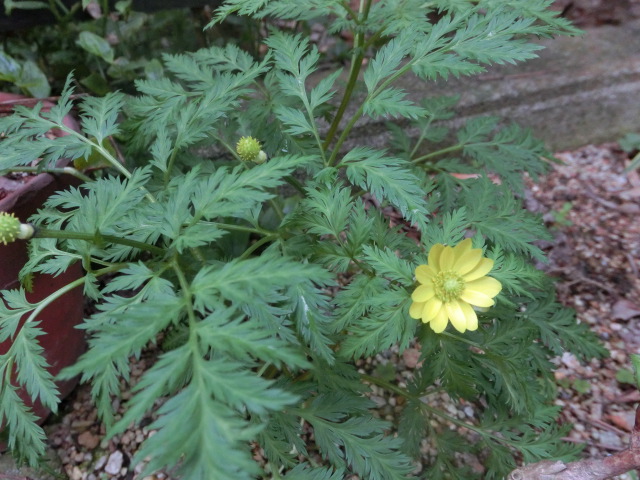 ルッコラ 山野草に癒されて