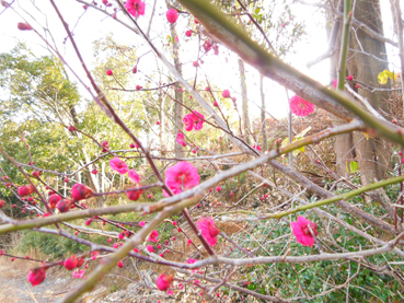 「梅が咲き始めました」　2月5日_c0267692_1124133.jpg